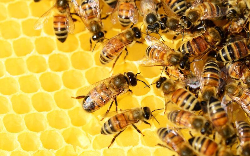 Światowy Dzień Pszczół – jak pszczoły radzą sobie w miastach?