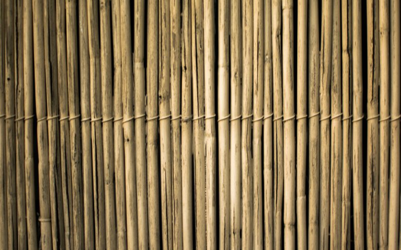 Produkty z bambusa – w czym tkwi ich fenomen?