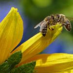 ochrona pszczół