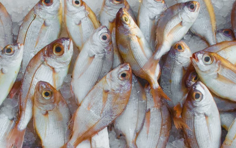Wyposażenie przetwórni ryb – co wchodzi w jego skład?